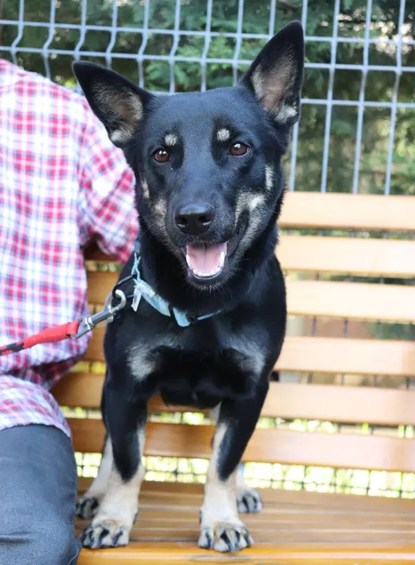 Znaleziono psa, Łódź, 4 kwietnia 2025 (4/5)