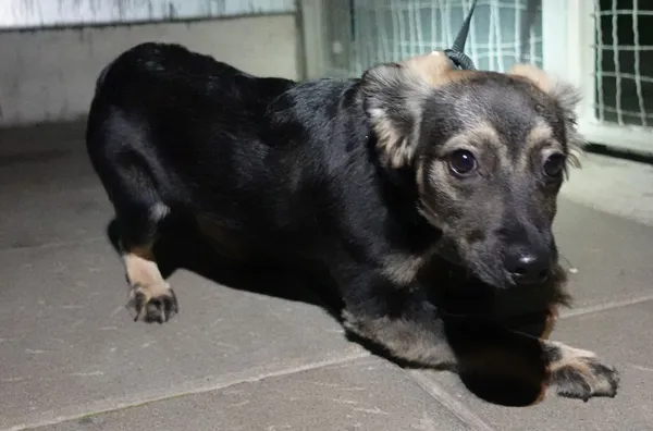 Znaleziono psa, Gdańsk, 5 kwietnia 2025