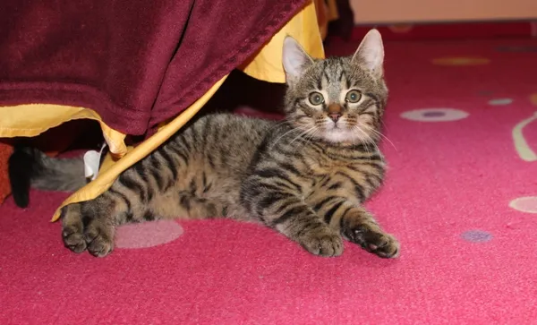 Zaginął kot, Łódź, 5 kwietnia 2025