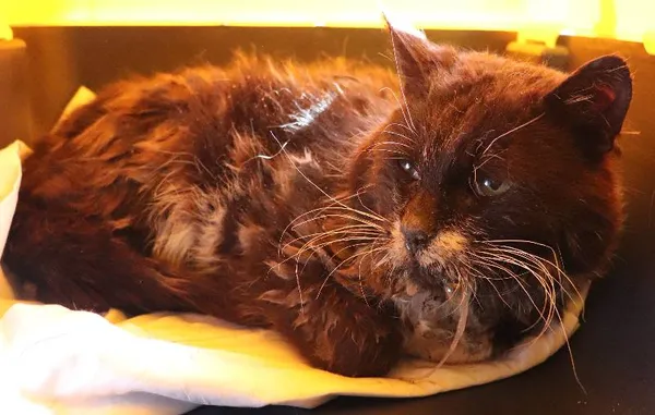 Znaleziono kota, Łódź, 5 kwietnia 2025 (1/2)