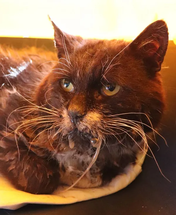 Znaleziono kota, Łódź, 5 kwietnia 2025 (2/2)