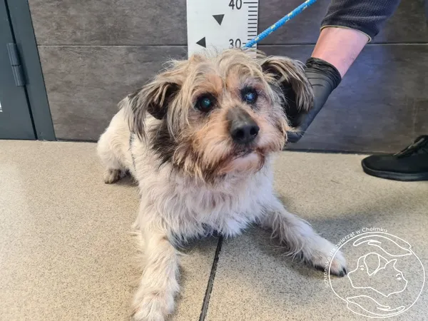 Znaleziono psa, Chełmek, 4 kwietnia 2025