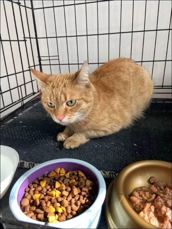 Znaleziono kota, Grudziądz, 5 kwietnia 2025