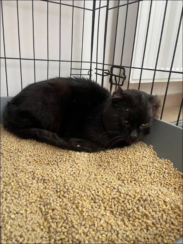 Znaleziono kota, Grudziądz, 5 kwietnia 2025