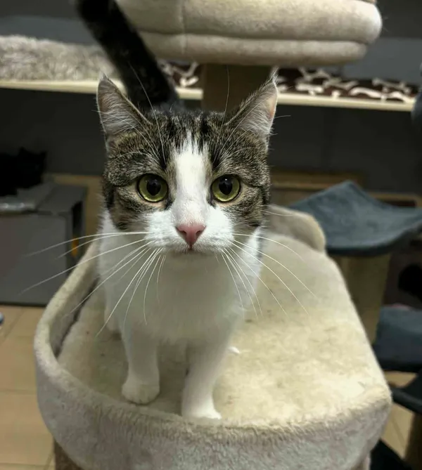 Kot do adopcji, Olsztyn, 25 listopada 2025 (1/4)