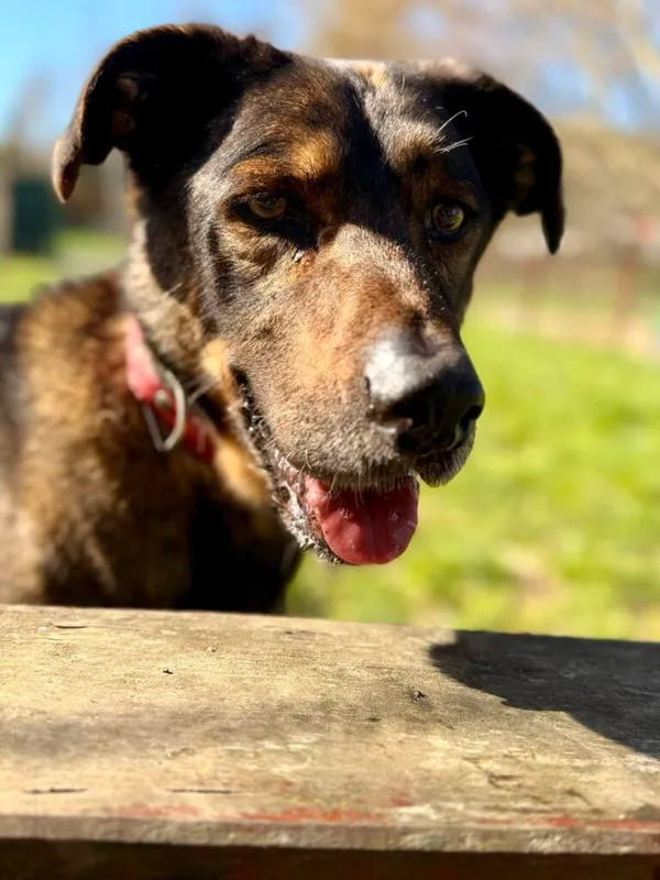 Pies do adopcji, Jelenia Góra, 25 września 2024 (1/4)