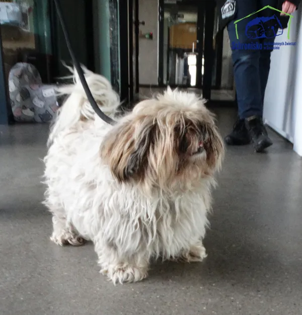 Znaleziono psa, Szczecin, 5 kwietnia 2025 (1/2)
