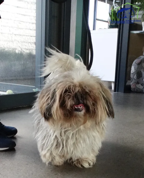 Znaleziono psa, Szczecin, 5 kwietnia 2025 (2/2)