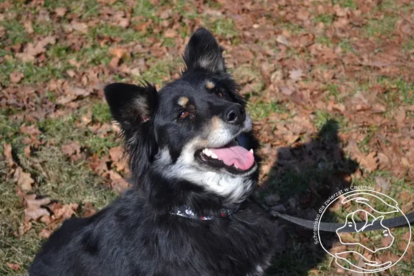 Pies do adopcji, Chełmek, 2 lutego 2024