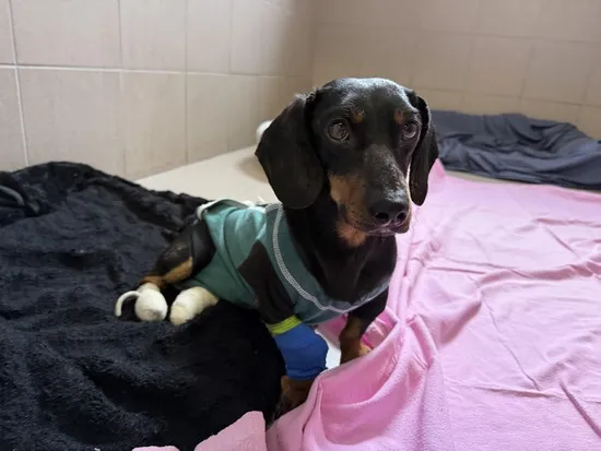 Pies do adopcji, Kraków, 22 marca 2025