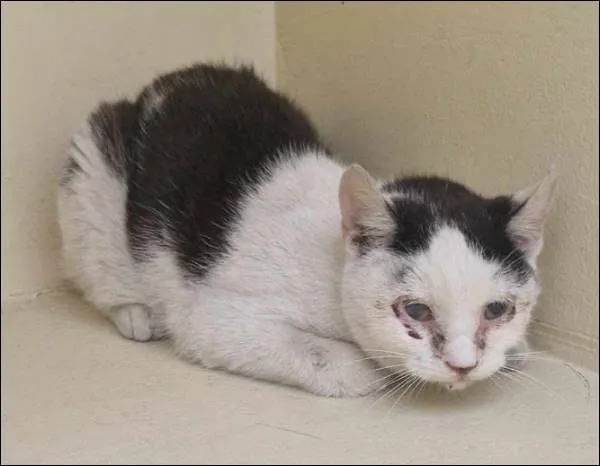 Znaleziono kota, Grudziądz, 5 kwietnia 2025