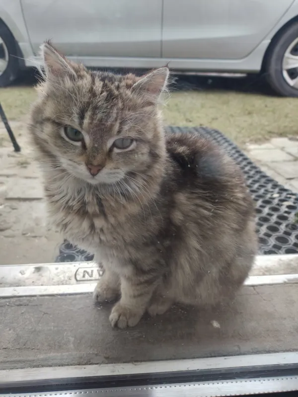 Zaginął kot, Jerzmanowice, 6 kwietnia 2025 (1/2)