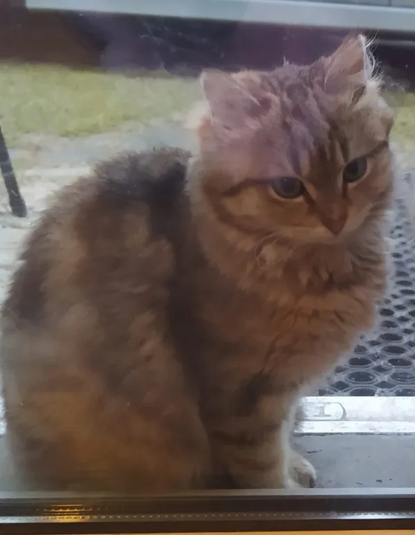 Zaginął kot, Jerzmanowice, 6 kwietnia 2025 (2/2)