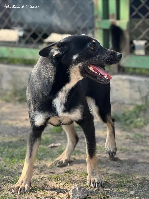 Pies do adopcji, Bydgoszcz, 19 grudnia 2024 (5/5)