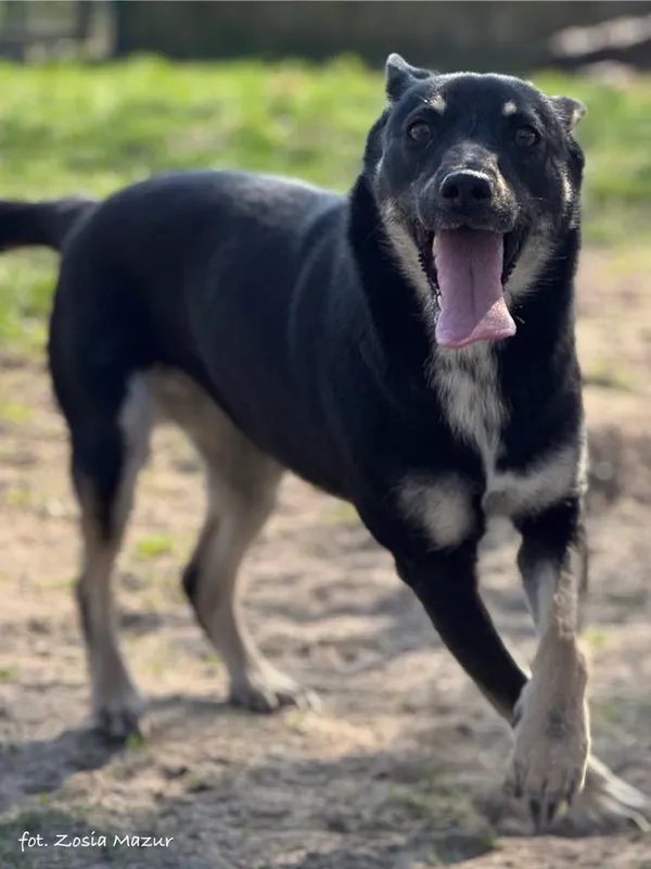 Pies do adopcji, Bydgoszcz, 19 grudnia 2024 (1/5)