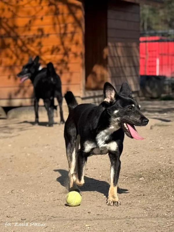 Pies do adopcji, Bydgoszcz, 19 grudnia 2024 (2/5)