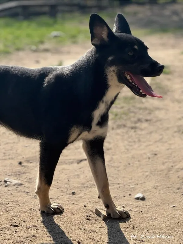Pies do adopcji, Bydgoszcz, 19 grudnia 2024 (3/5)