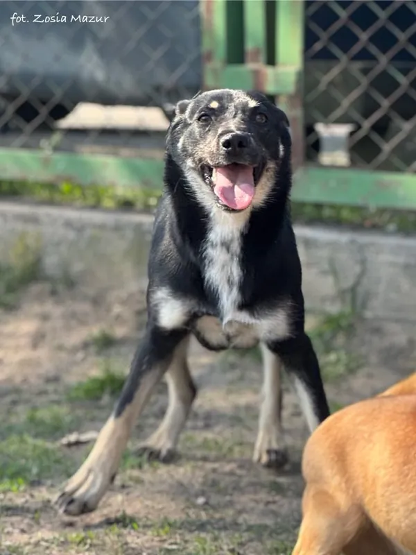 Pies do adopcji, Bydgoszcz, 19 grudnia 2024 (4/5)