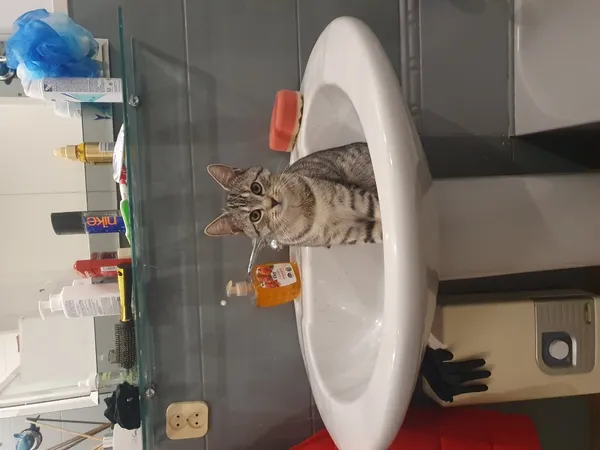 Zaginął kot, Łódź, 6 kwietnia 2025