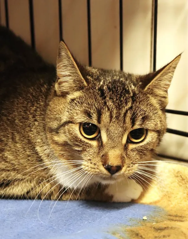 Znaleziono kota, Łódź, 5 kwietnia 2025 (2/2)