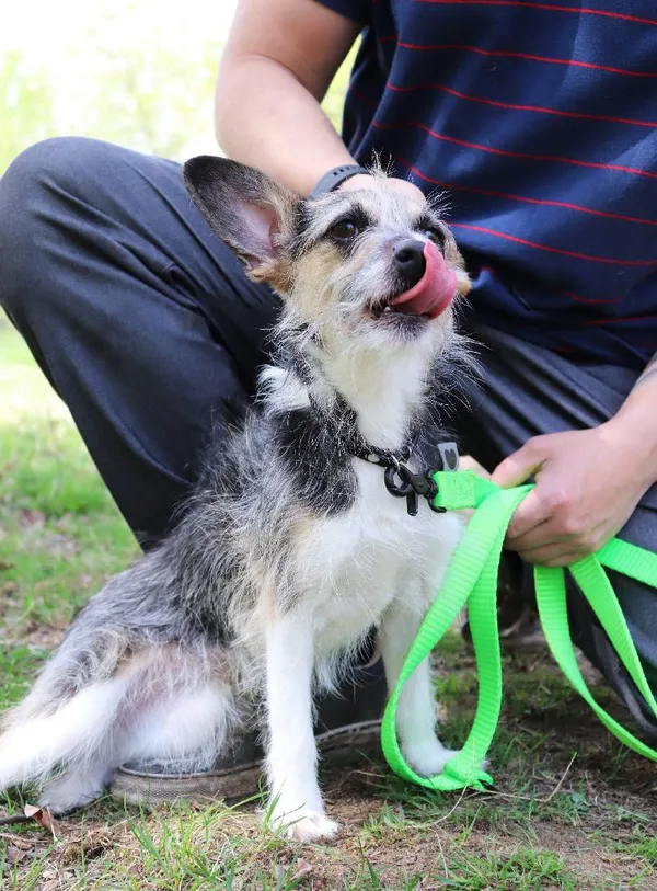 Znaleziono psa, Łódź, 5 kwietnia 2025 (4/5)