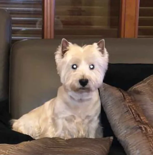 Zaginął pies, Charzykowy, 7 kwietnia 2025 (2/3)