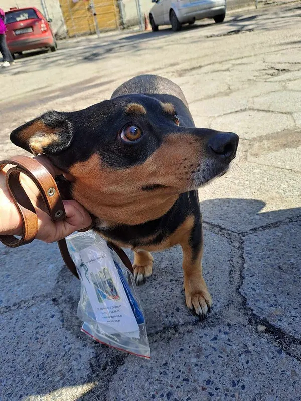 Pies do adopcji, Oborniki, 15 marca 2025 (3/5)