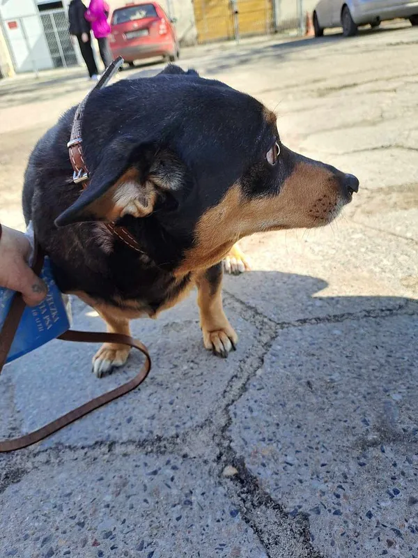 Pies do adopcji, Oborniki, 15 marca 2025 (5/5)