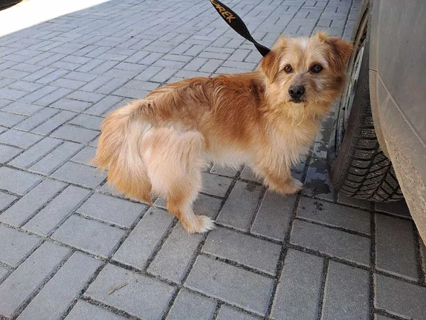 Pies do adopcji, Oborniki, 15 marca 2025 (2/5)