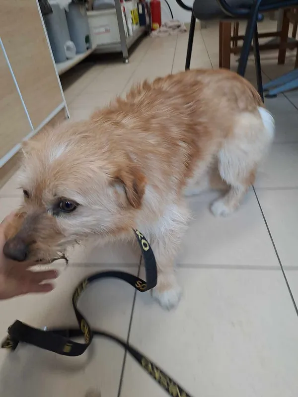 Pies do adopcji, Oborniki, 15 marca 2025 (3/5)