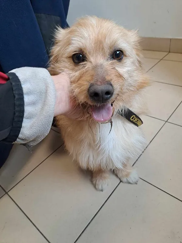 Pies do adopcji, Oborniki, 15 marca 2025 (4/5)