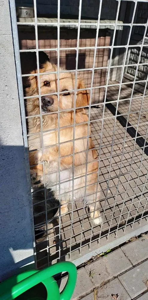 Pies do adopcji, Oborniki, 15 marca 2025 (5/5)