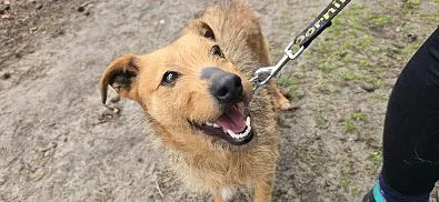 Pies do adopcji, Oborniki, 11 marca 2025 (1/5)