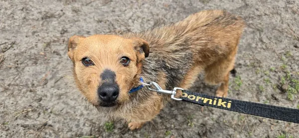 Pies do adopcji, Oborniki, 11 marca 2025 (4/5)