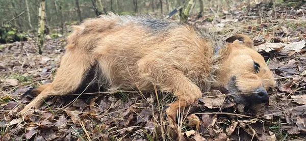 Pies do adopcji, Oborniki, 11 marca 2025 (5/5)