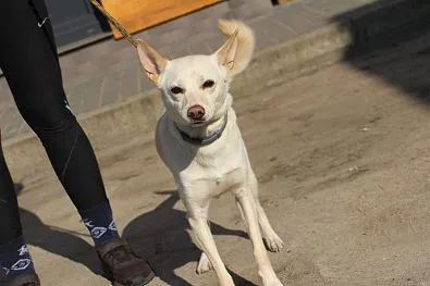 Pies do adopcji, Oborniki, 8 marca 2025 (1/5)