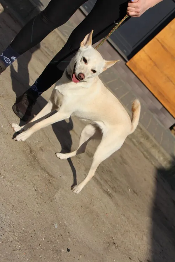 Pies do adopcji, Oborniki, 8 marca 2025 (2/5)