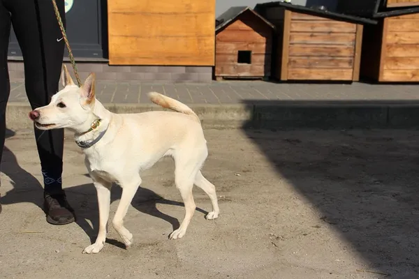 Pies do adopcji, Oborniki, 8 marca 2025 (3/5)