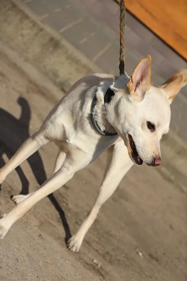 Pies do adopcji, Oborniki, 8 marca 2025 (4/5)