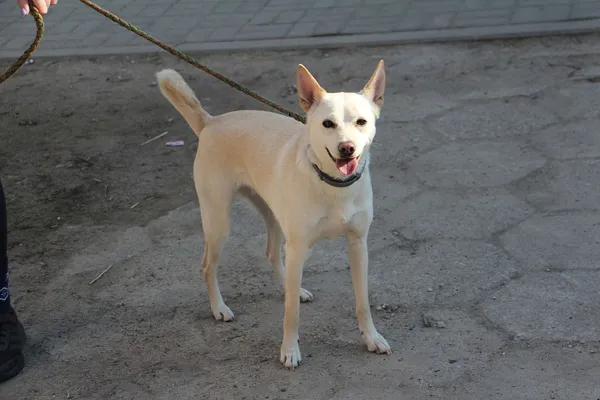 Pies do adopcji, Oborniki, 8 marca 2025 (5/5)