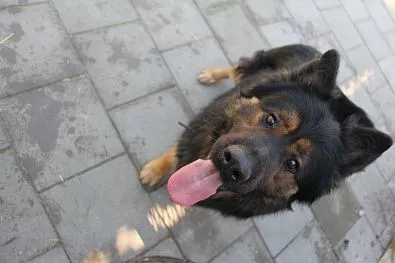 Pies do adopcji, Oborniki, 1 marca 2025 (1/5)