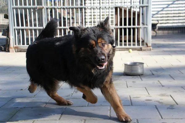 Pies do adopcji, Oborniki, 1 marca 2025 (2/5)