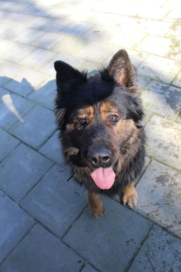 Pies do adopcji, Oborniki, 1 marca 2025 (3/5)