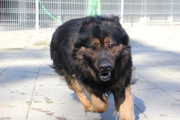 Pies do adopcji, Oborniki, 1 marca 2025 (5/5)