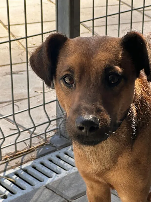 Pies do adopcji, Oborniki, 28 lutego 2025 (3/5)