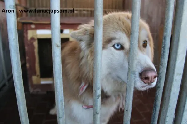 Pies do adopcji, Nowy Dwór Mazowiecki, 5 kwietnia 2025 (1/5)