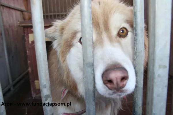 Pies do adopcji, Nowy Dwór Mazowiecki, 5 kwietnia 2025 (3/5)