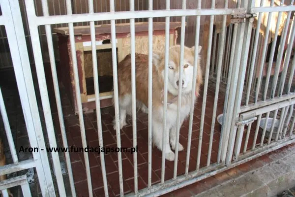 Pies do adopcji, Nowy Dwór Mazowiecki, 5 kwietnia 2025 (5/5)