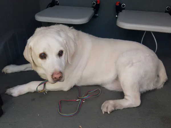 Znaleziono psa, Bydgoszcz, 5 kwietnia 2025