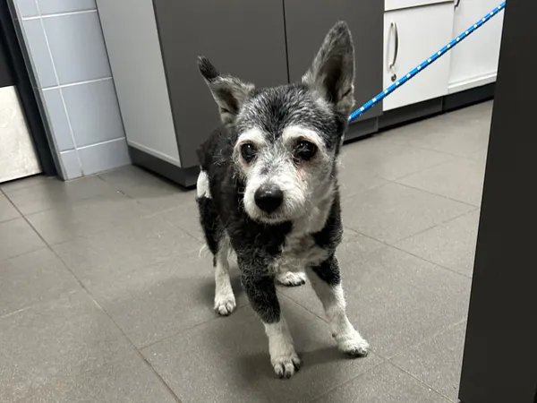 Znaleziono psa, Bydgoszcz, 3 kwietnia 2025